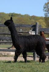 alpaca for sale
