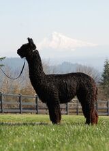 alpaca for sale