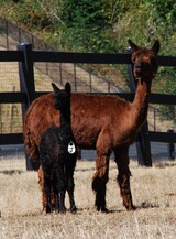 alpaca for sale