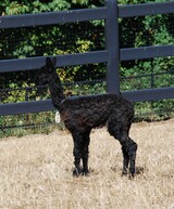 alpaca for sale