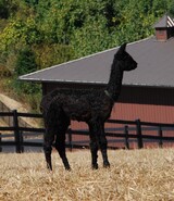 alpaca for sale