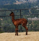alpaca for sale