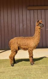 alpaca for sale