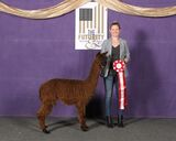 alpaca for sale