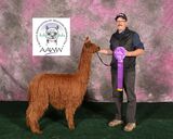 alpaca for sale