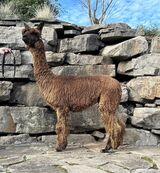 alpaca for sale