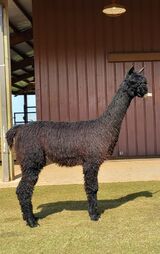 alpaca for sale