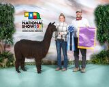 alpaca for sale