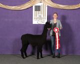 alpaca for sale