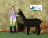 alpaca for sale