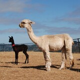 alpaca for sale