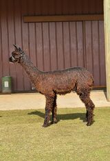 alpaca for sale