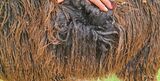 alpaca for sale