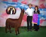alpaca for sale