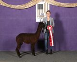 alpaca for sale