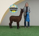 alpaca for sale