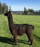 alpaca for sale
