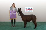 alpaca for sale