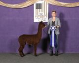 alpaca for sale