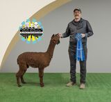 alpaca for sale