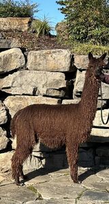 alpaca for sale