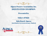 alpaca for sale