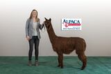 alpaca for sale