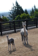 alpaca for sale