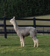 alpaca for sale