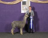alpaca for sale