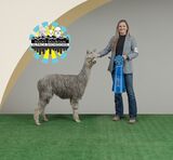 alpaca for sale
