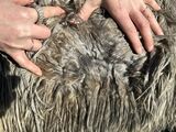 alpaca for sale