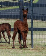 alpaca for sale