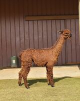 alpaca for sale