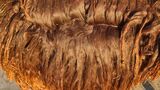 alpaca for sale