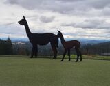 alpaca for sale
