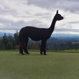 alpaca for sale