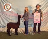 alpaca for sale