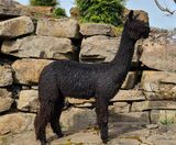 alpaca for sale