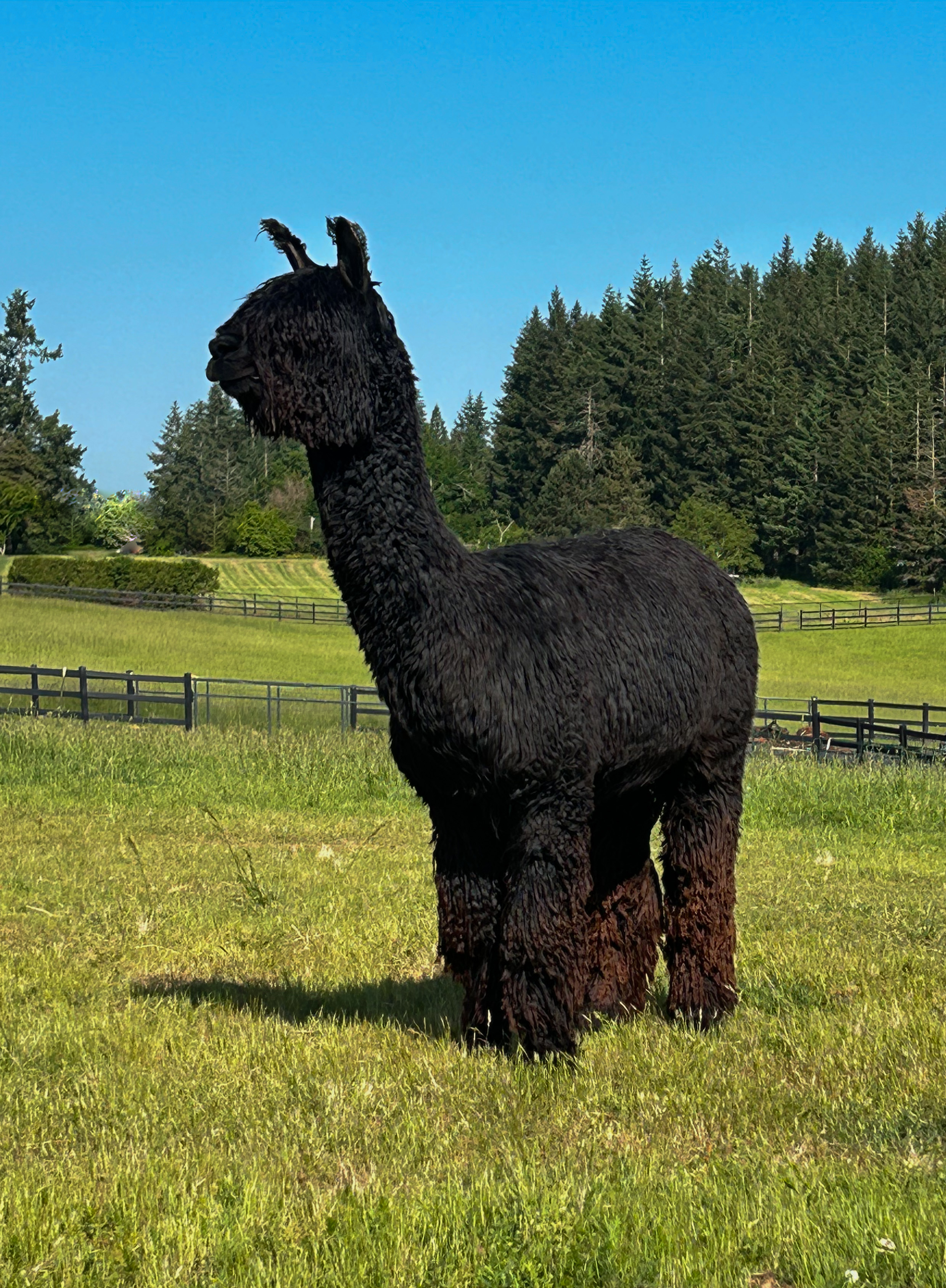 alpaca for sale