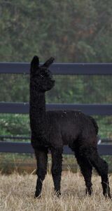 alpaca for sale