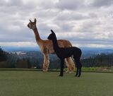 alpaca for sale