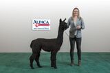 alpaca for sale