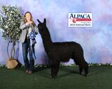 alpaca for sale