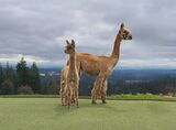 alpaca for sale