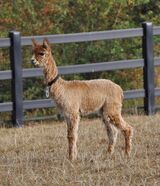 alpaca for sale