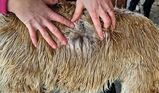 alpaca for sale