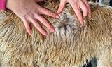 alpaca for sale