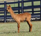 alpaca for sale