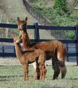 alpaca for sale